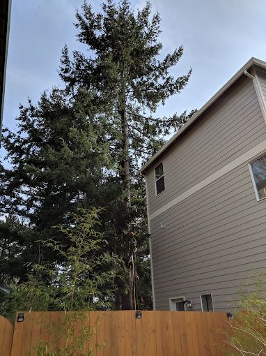 A tall, mature evergreen tree stands next to the side of a multi-story house with beige siding and a wooden backyard fence.