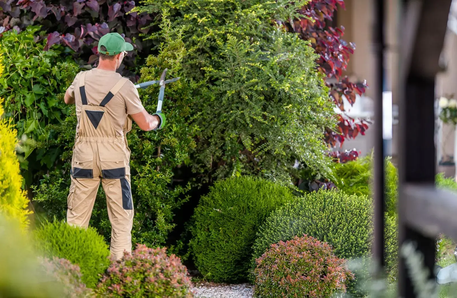 Gardener in beige coveralls pruning a hedge with large shears in a manicured garden.