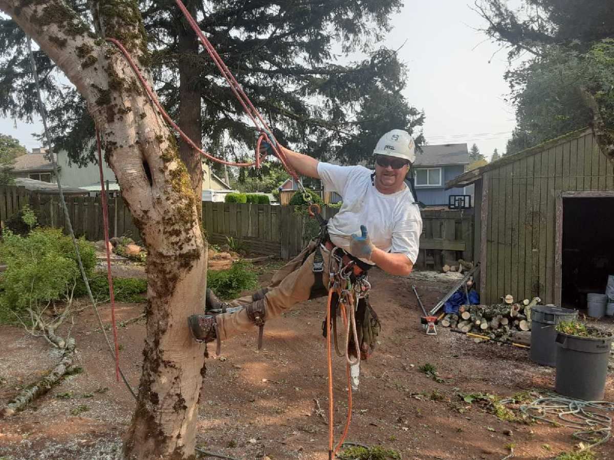 An arborist in protective gear, wearing a white hard hat, smiles while suspended by ropes next to a tree in a yard.