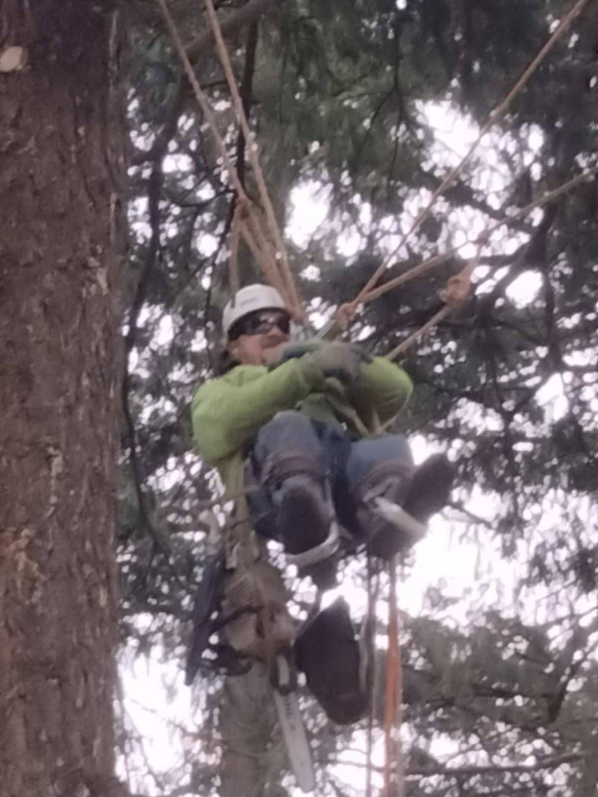 An arborist in a hard hat and neon green jacket suspended by climbing ropes, working high in a tree with a chainsaw.