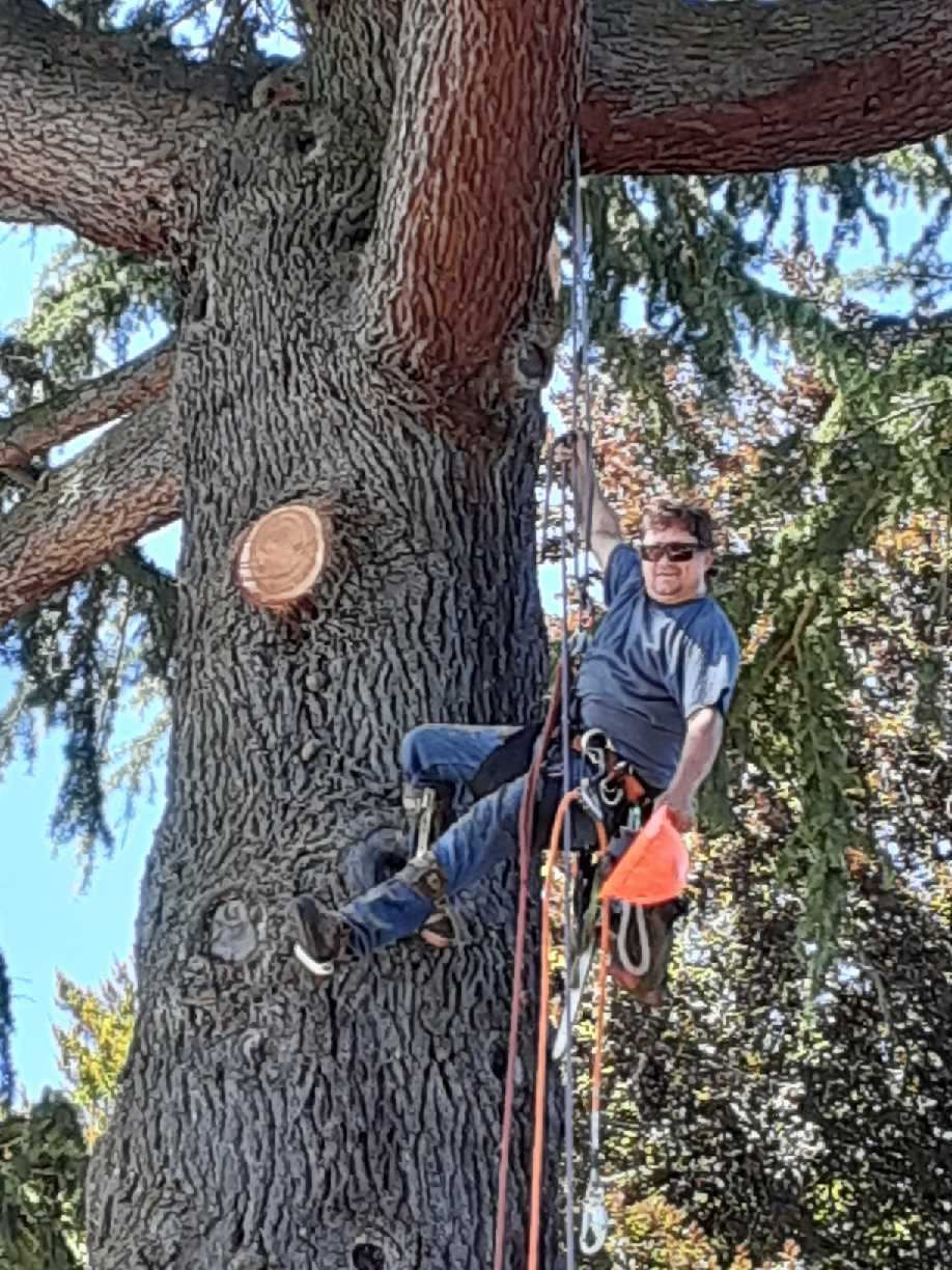 A tree climber in safety gear and sunglasses hangs from a climbing rope on the trunk of a large, mature tree.