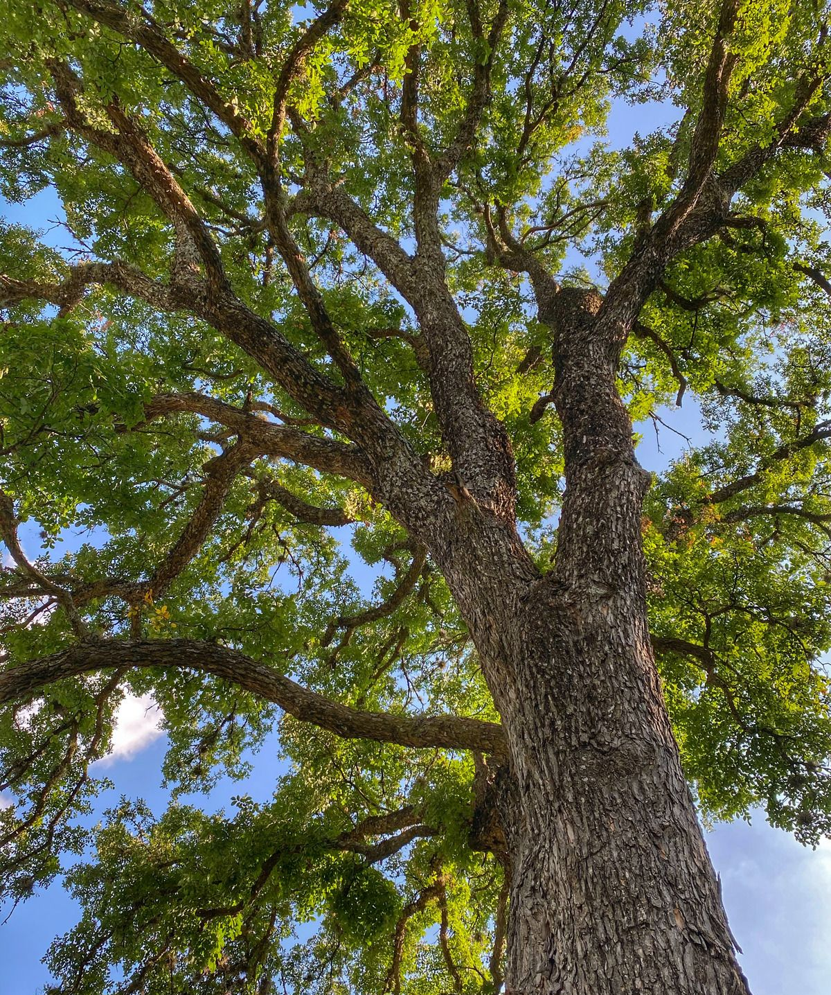 Tall tree with textured bark and green leaves against a blue sky.