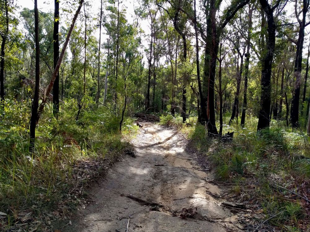 Dirt Road Through a Sunlit Forest With Tall Trees and Green Undergrowth — Hunter Plumbing And Hotwater in Medowie, NSW
