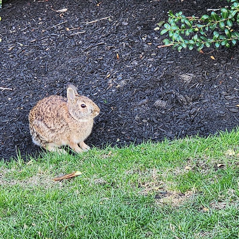Bunny in the grass outside the Needham Sheraton
