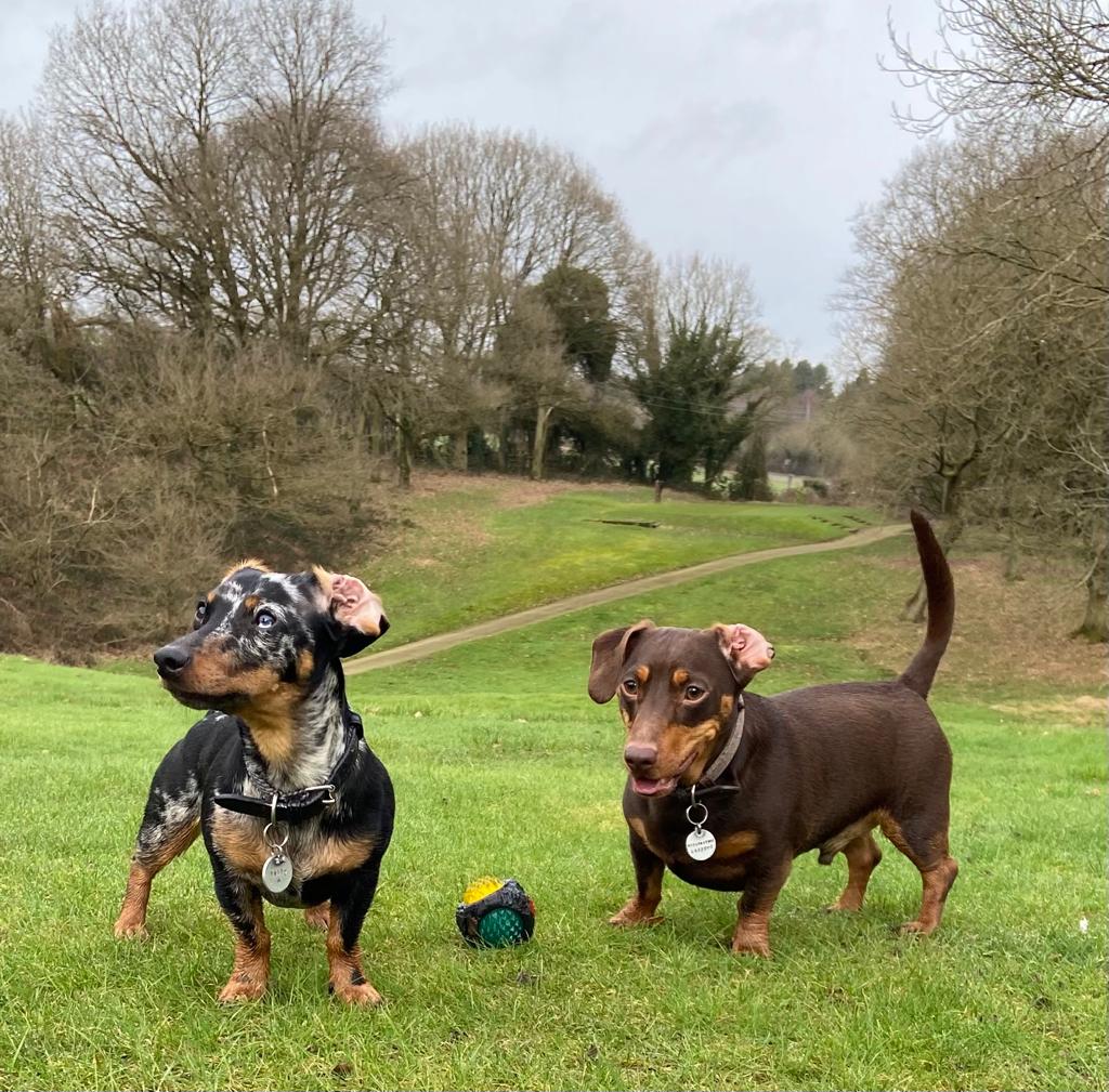 Two dogs outside in a park