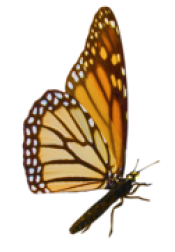 PRINCEFLY