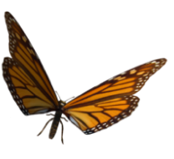 PRINCEFLY