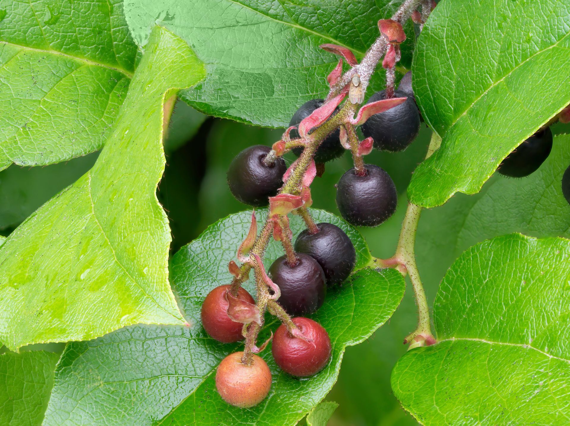 Dark purple and red berries clustered among bright green leaves on a vine