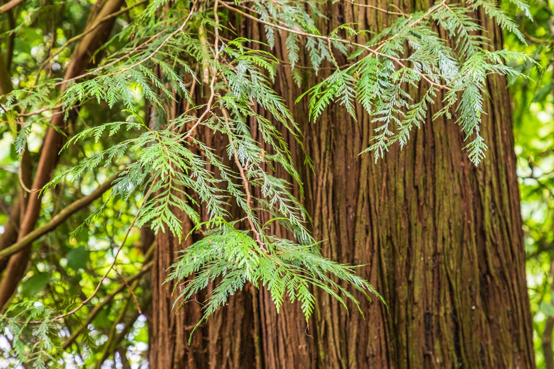 Fern fronds against a tree trunk in a green forest
