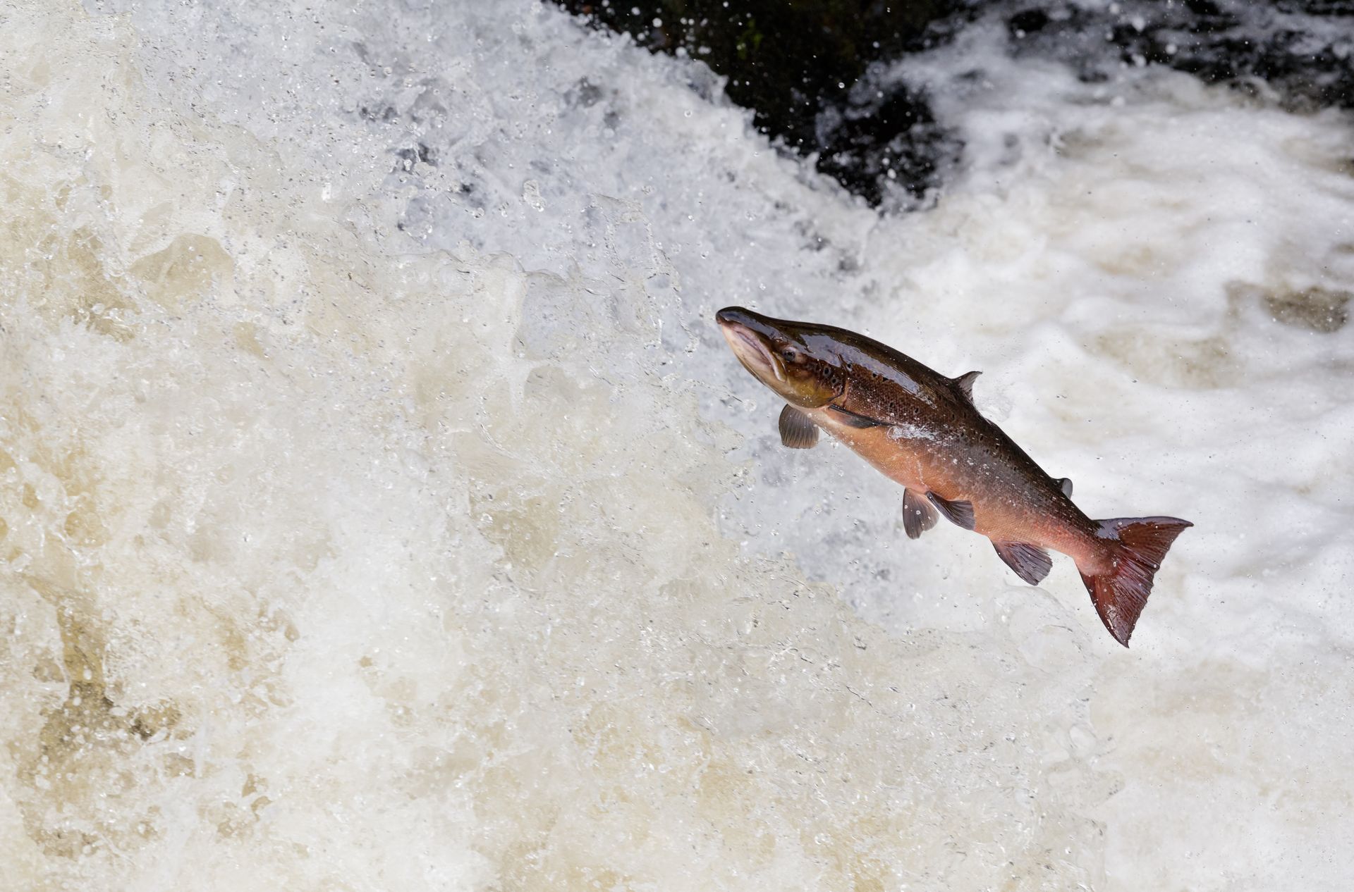 Salmon leaping through foamy white water above a waterfall