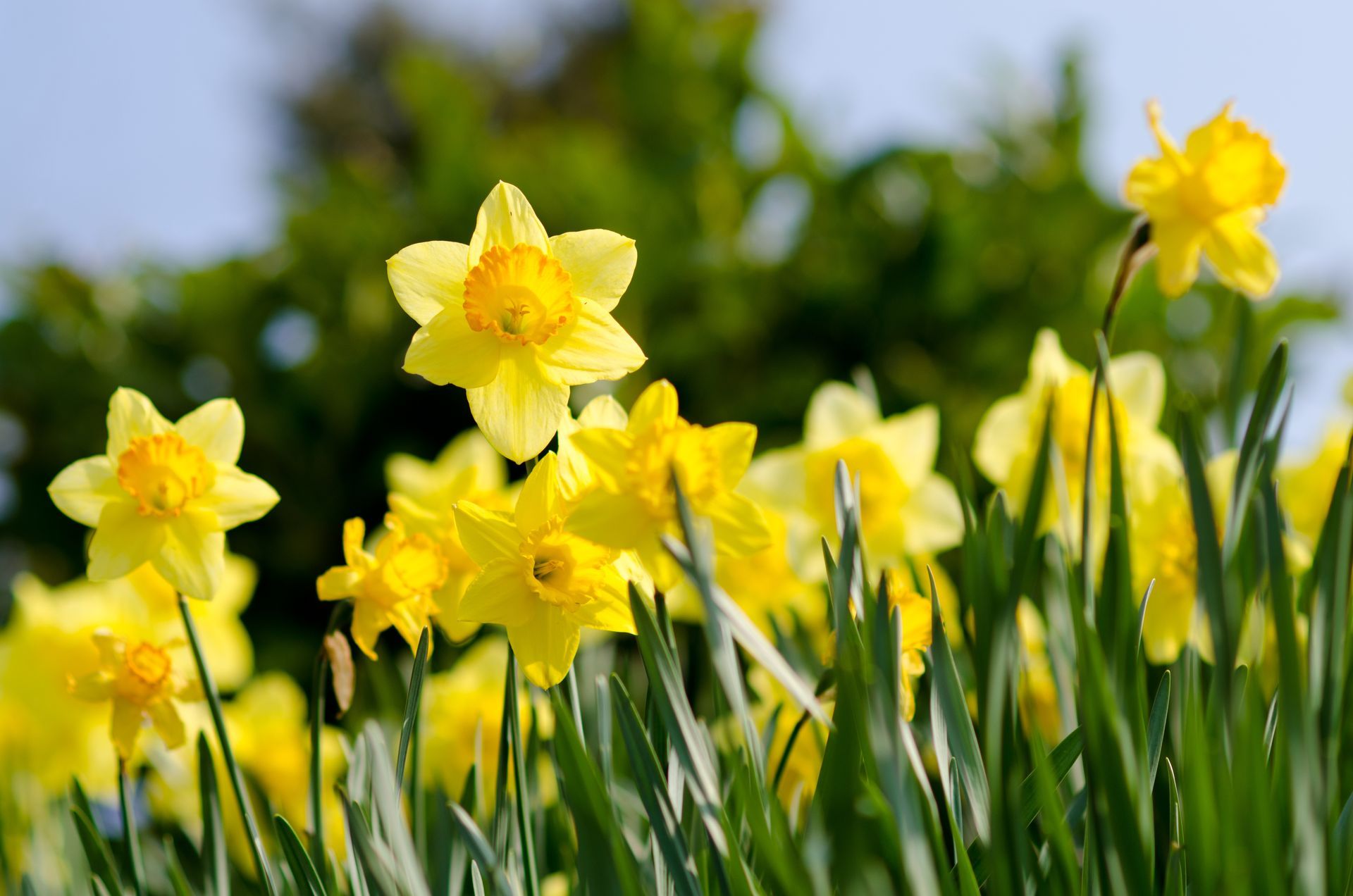 Yellow daffodils blooming in a grassy field against a blue sky