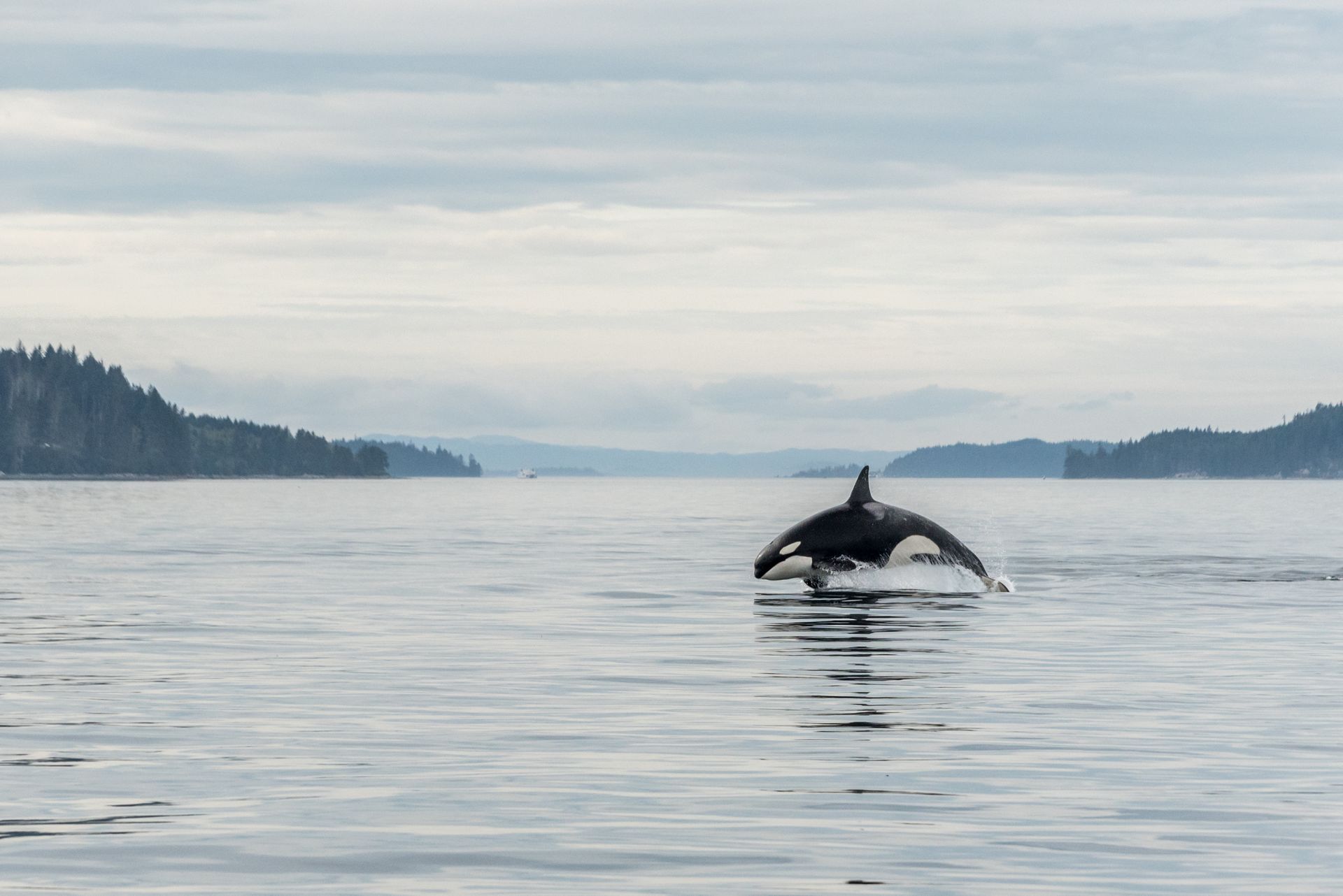 Orca surfacing in calm water between forested shores under a cloudy sky