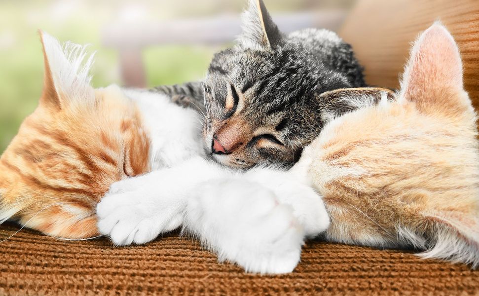 Three sleeping kittens cuddled together on a woven mat, with the center gray tabby resting its head on white paws.