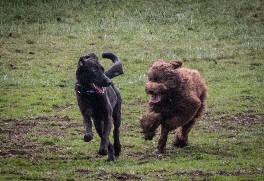 Two dogs running across a grassy field, one black and one brown, both with tails up.