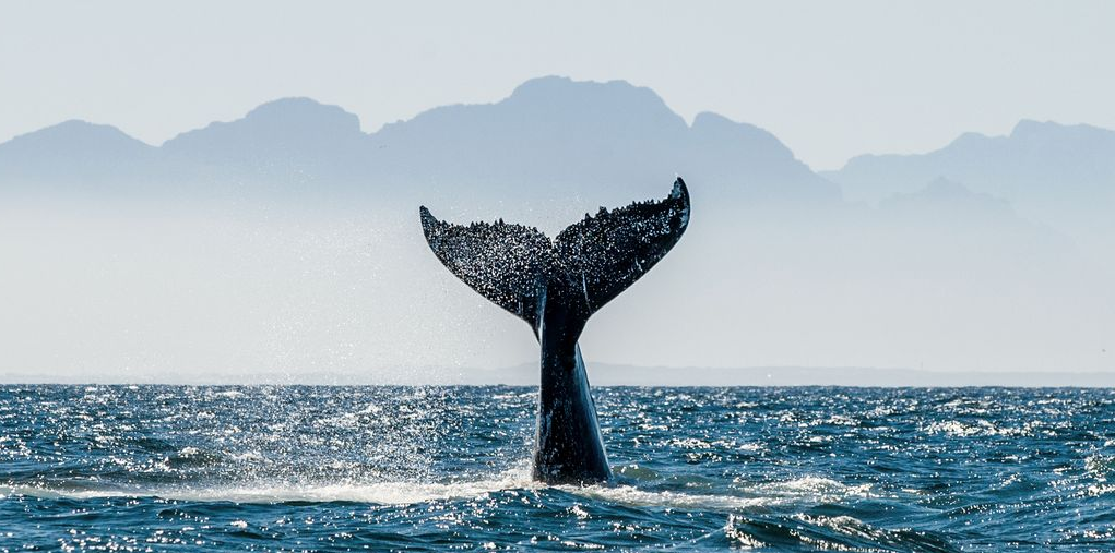 Whale tail breaking the ocean surface with distant mountains in the background