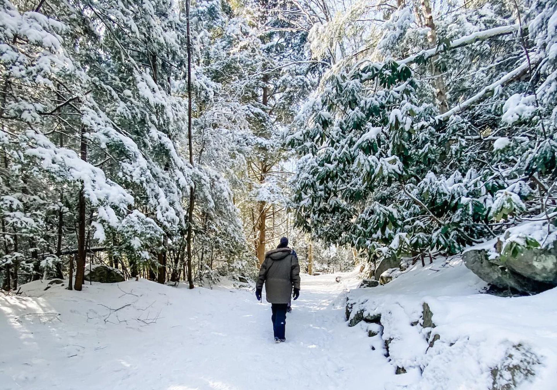 person walking in the woods in winter