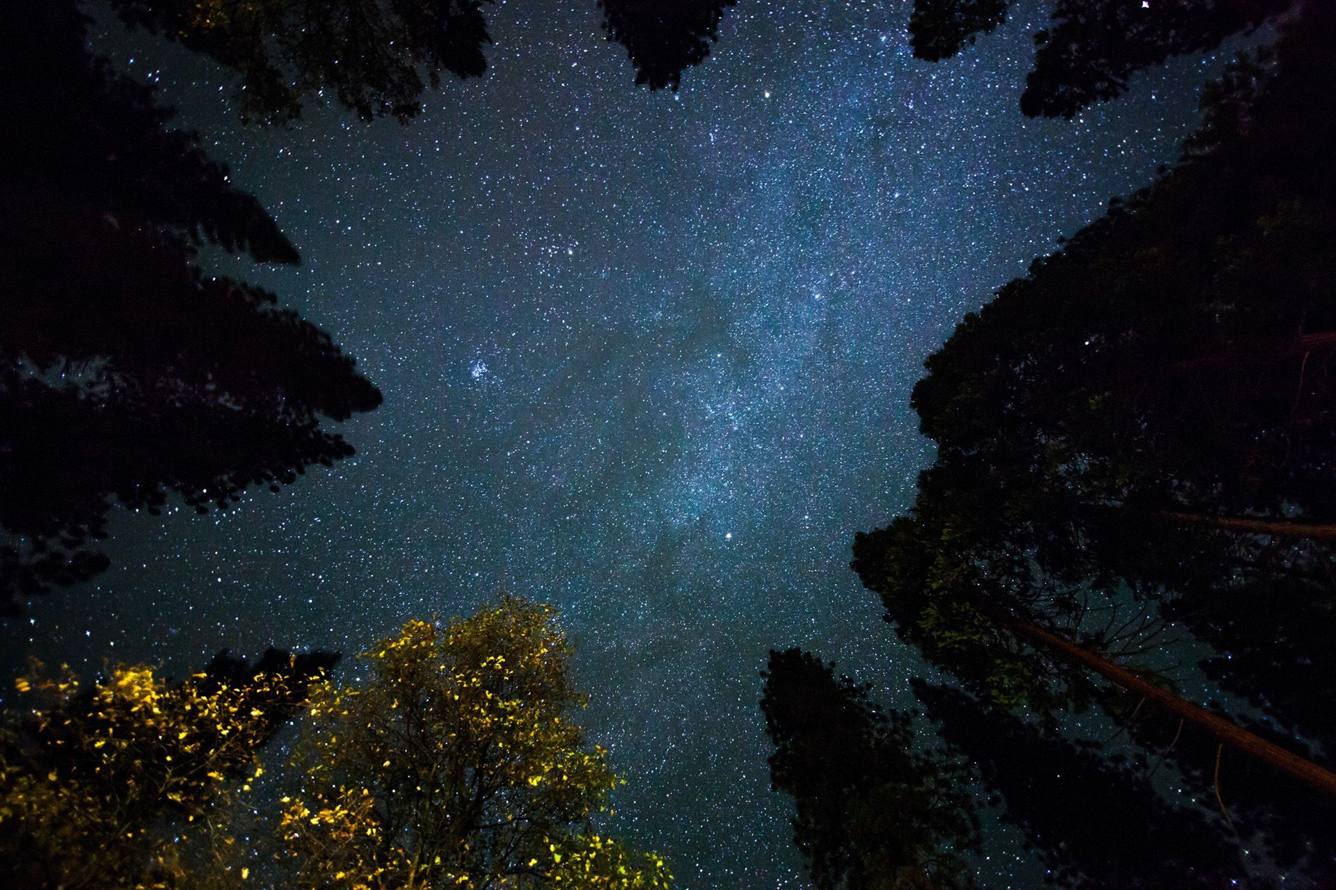 view of stars at night surrounded by trees