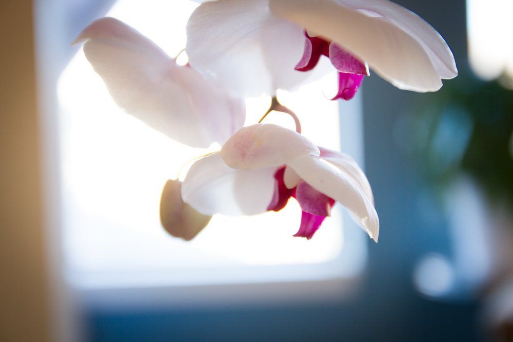 A white flower with a pink center is hanging from a window