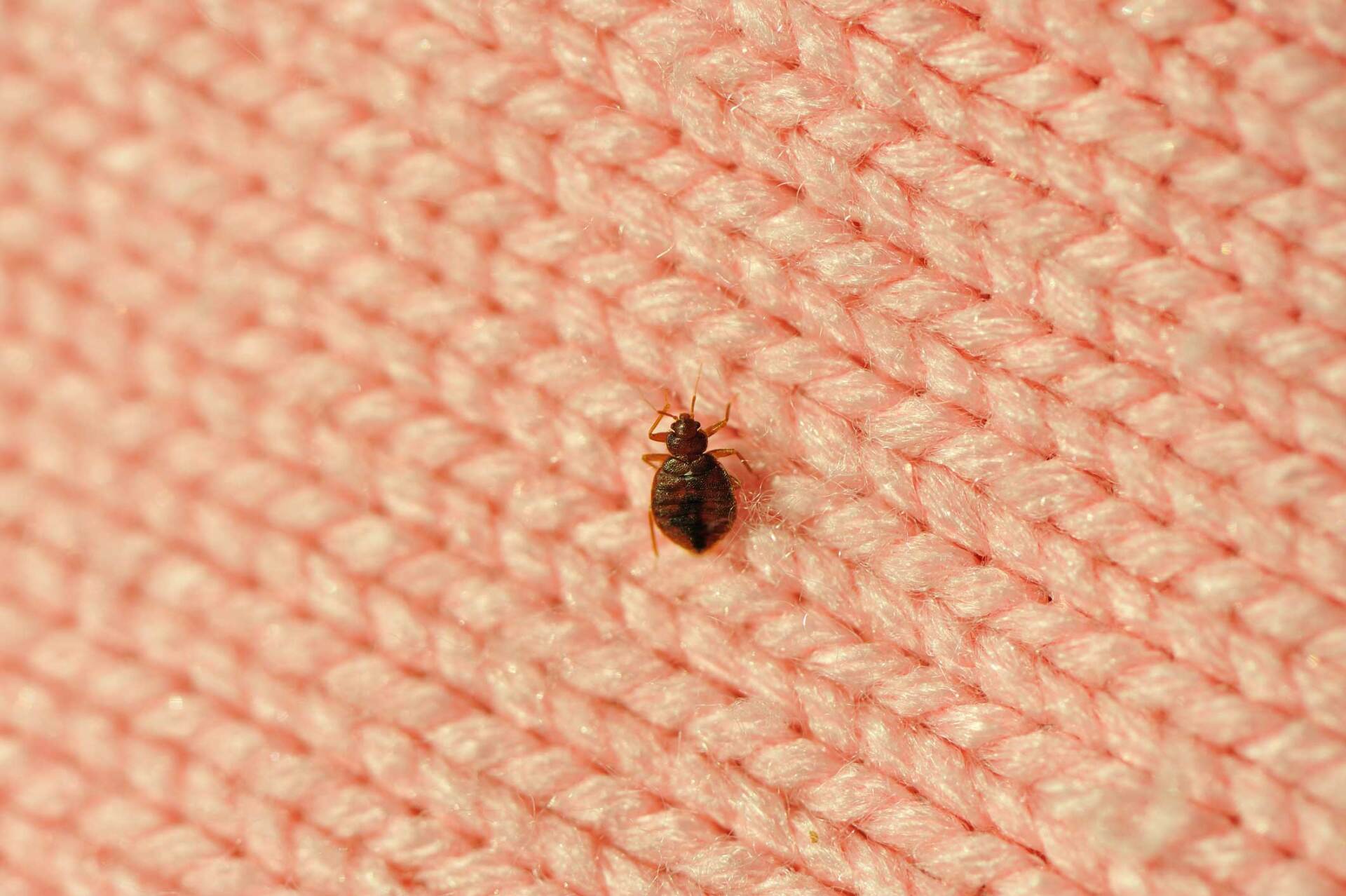 A single bed bug — Davenport, IA — Iowa-Illinois Termite & Pest Control