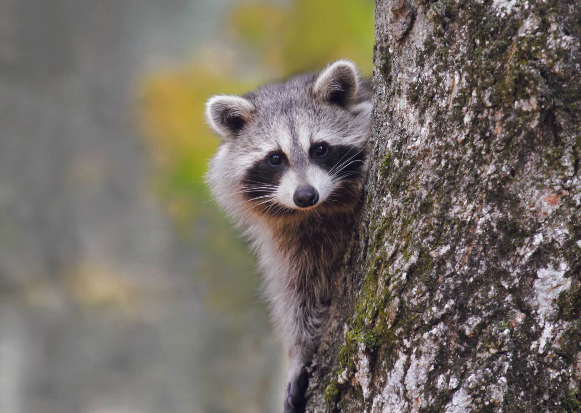 Raccoon on a tree — Davenport, IA — Iowa-Illinois Termite & Pest Control