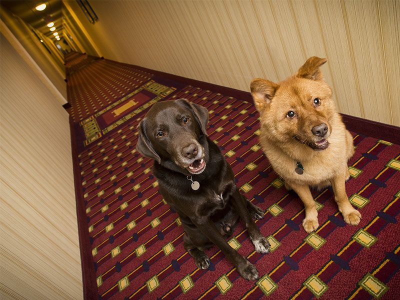 Two dogs are sitting in a hallway looking up at the camera.