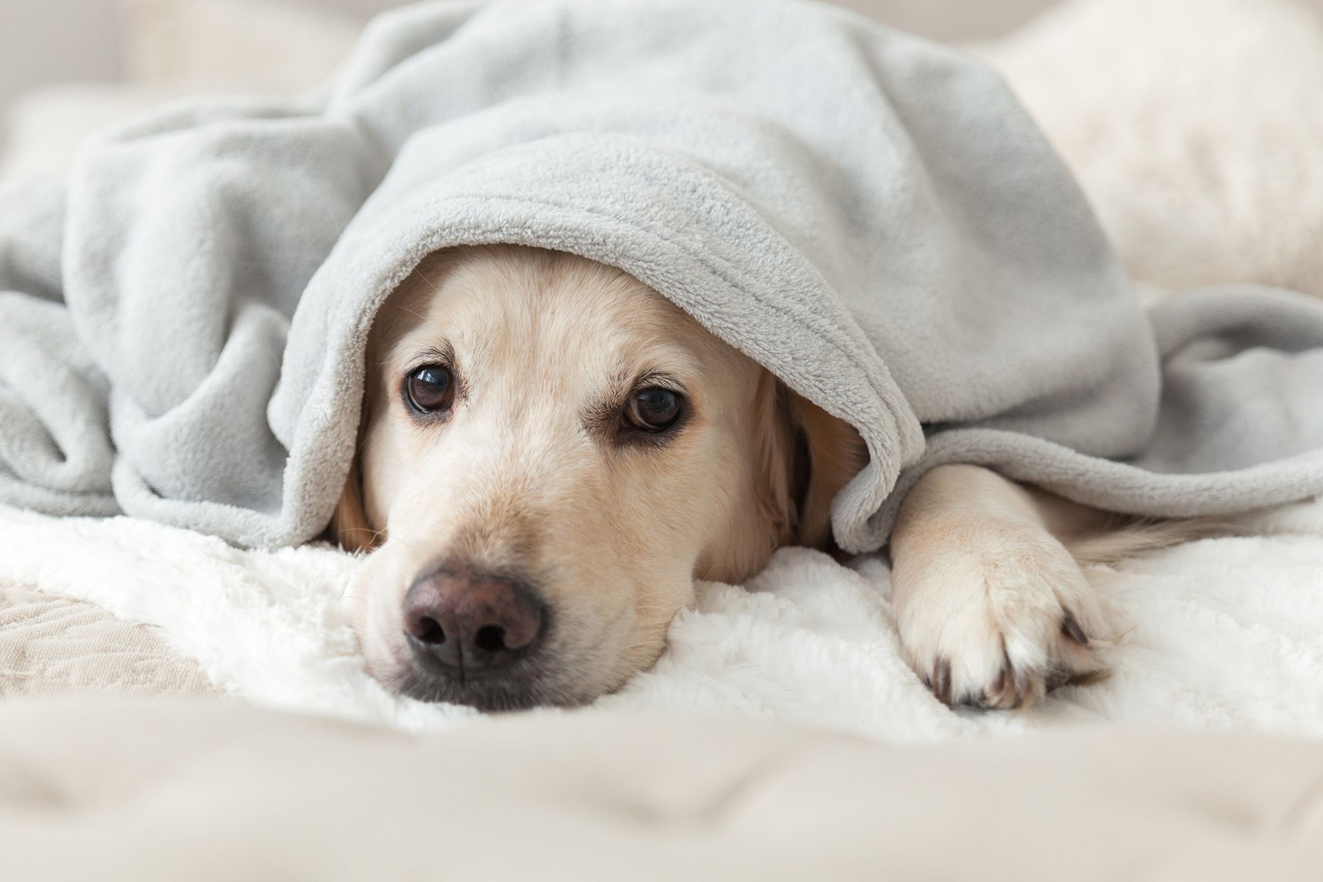 Dog on Bed