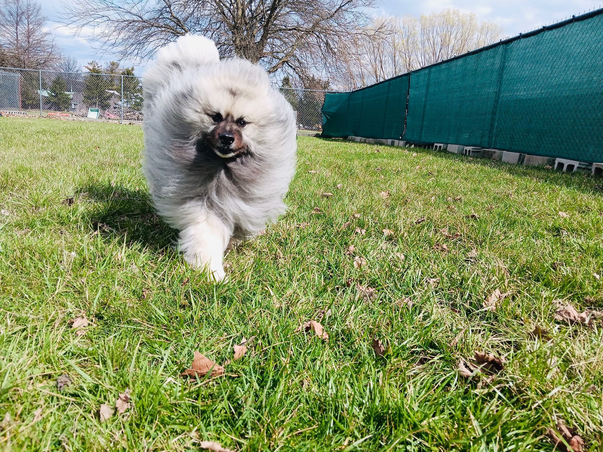 Fluffy gray Pomeranian dog running on green grass toward the viewer. Blue sky and green fence in background.