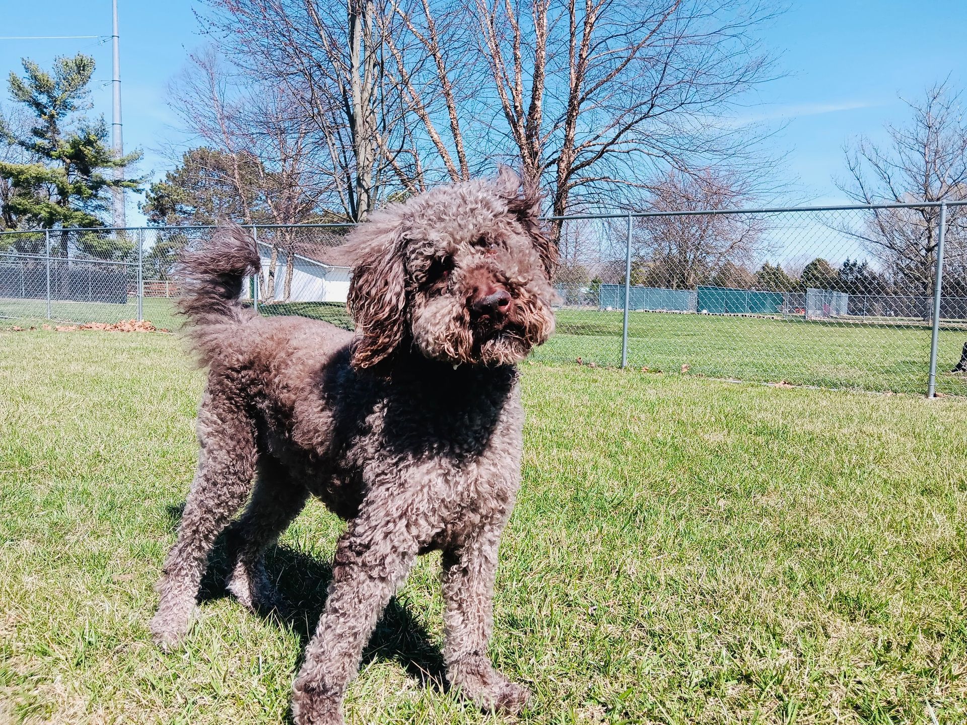 Brown poodle standing on green grass, near a fence on a sunny day.