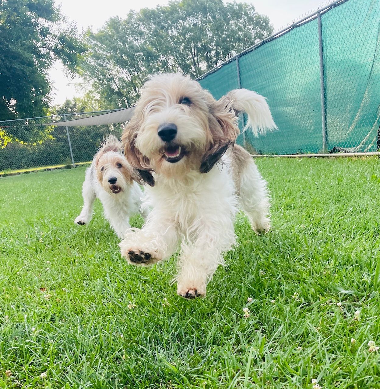 Two happy dogs with tan and white fur running on green grass.