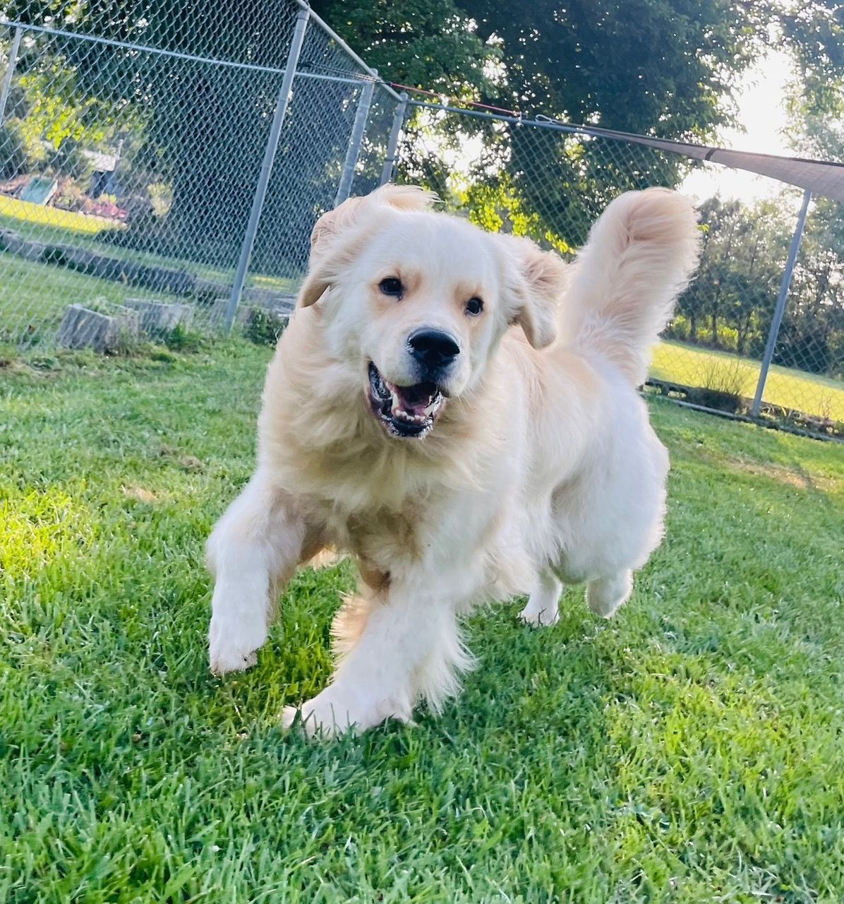 Golden retriever dog running on grass, smiling, in fenced yard.