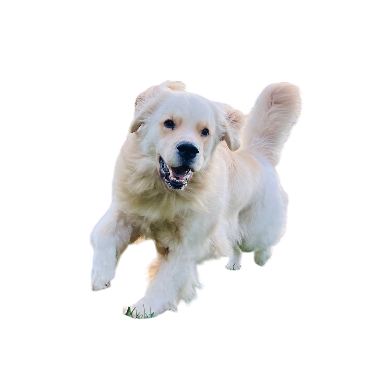 Golden retriever running, light tan fur, open mouth, white background.