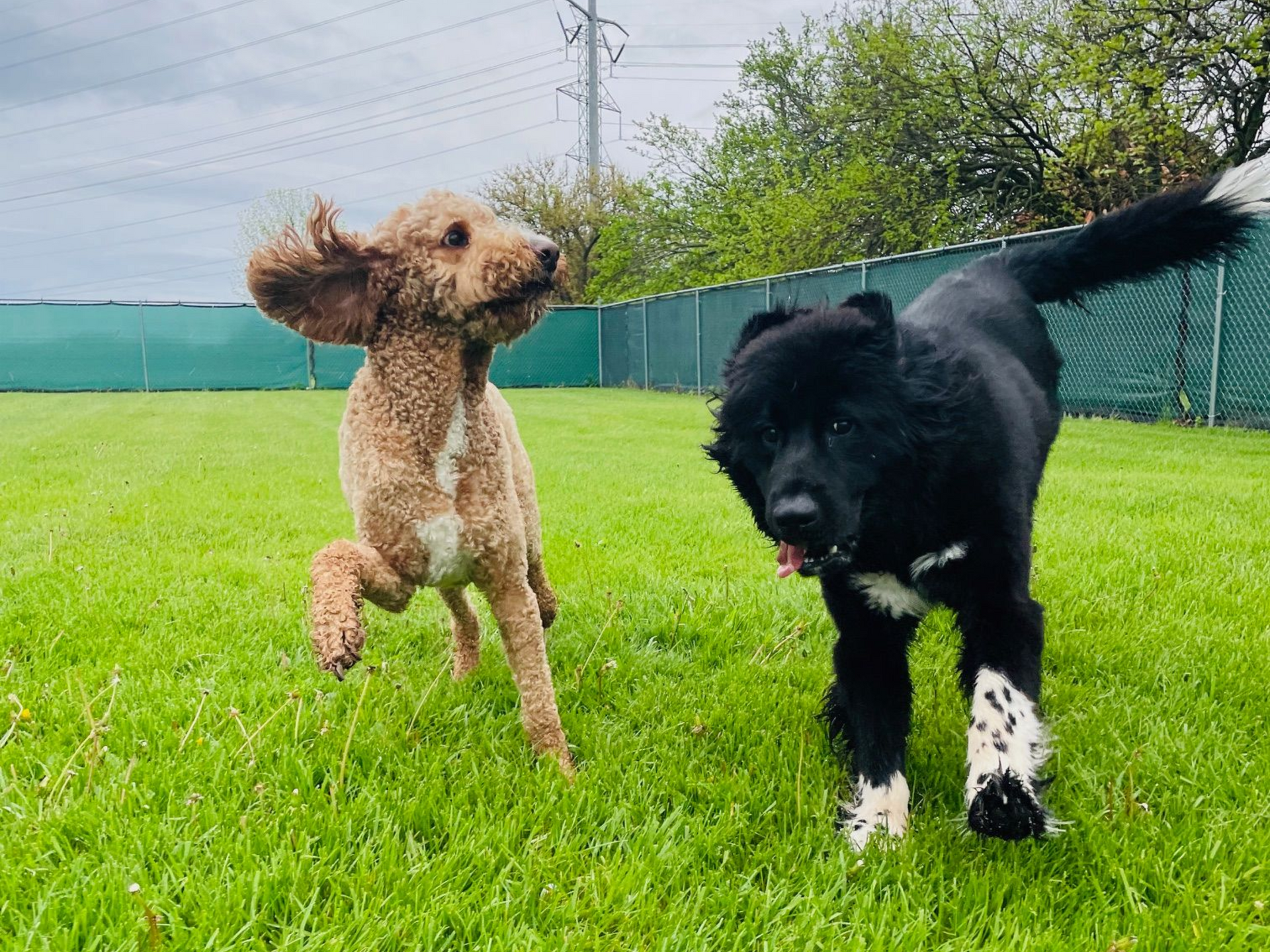 Two dogs running on green grass. One is brown, the other is black with white patches on its paws.