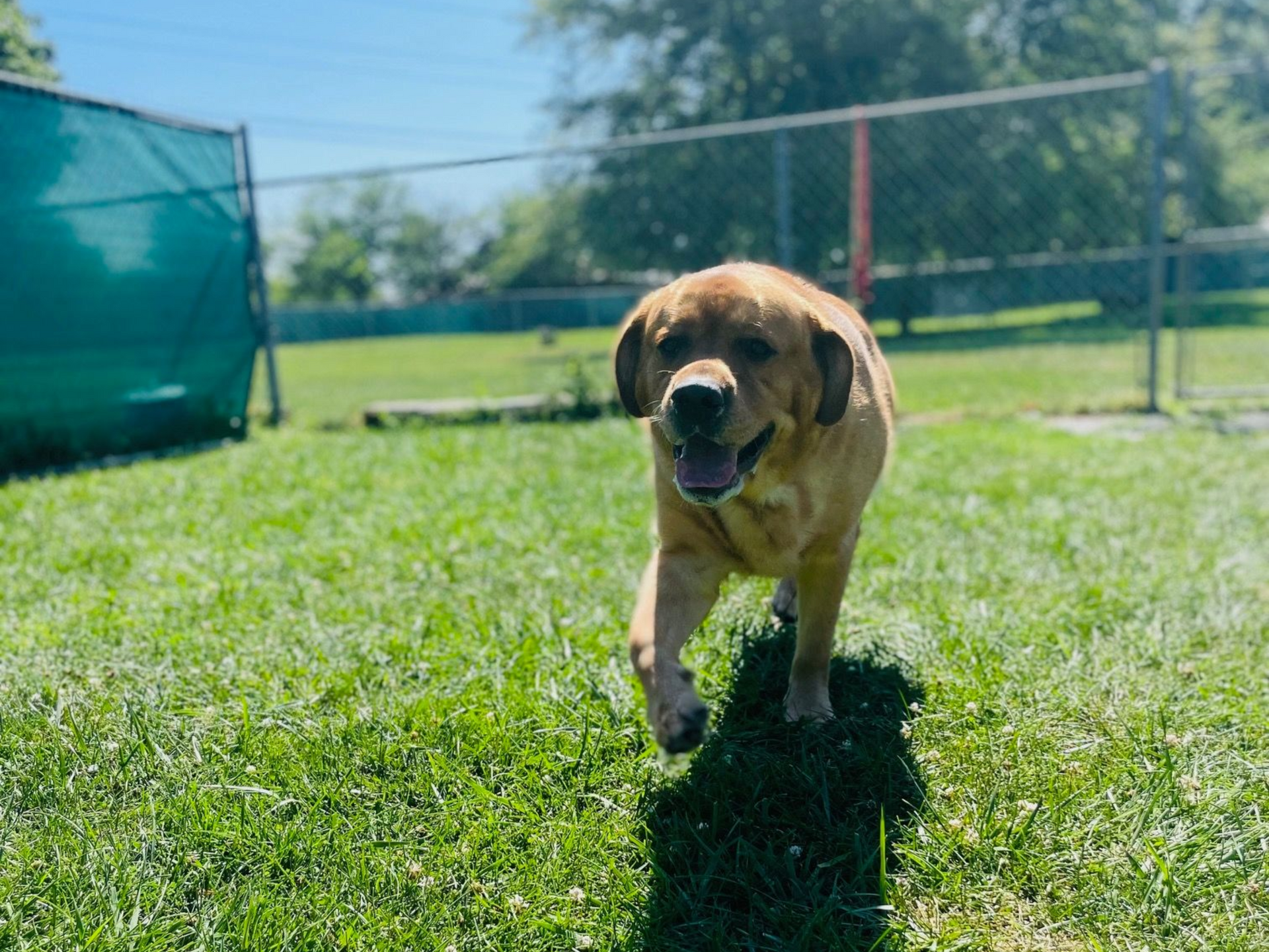 Large tan dog walking toward the camera on a grassy lawn; sunny day with a fence in the background.