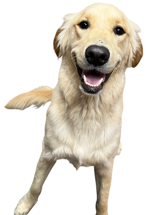 Golden retriever dog smiling with mouth open.