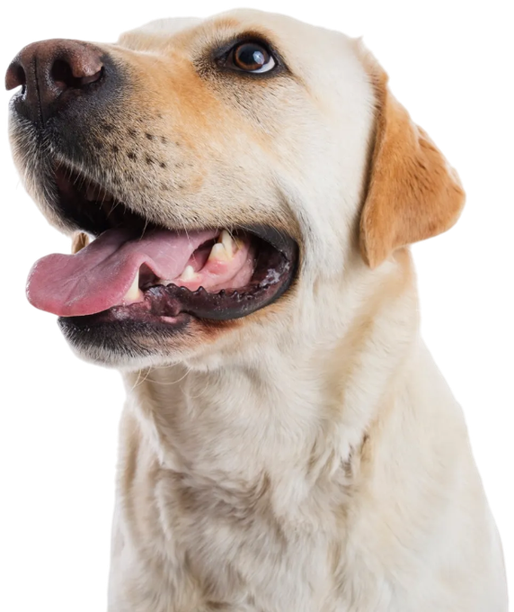 Yellow Labrador dog with mouth open, panting, looking upward.