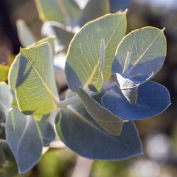 Eucalyptus Leaves — Canowindra, NSW — Sage Civil Ceremonies Eucalyptus Leaves — Canowindra, NSW — Sage Civil Ceremonies