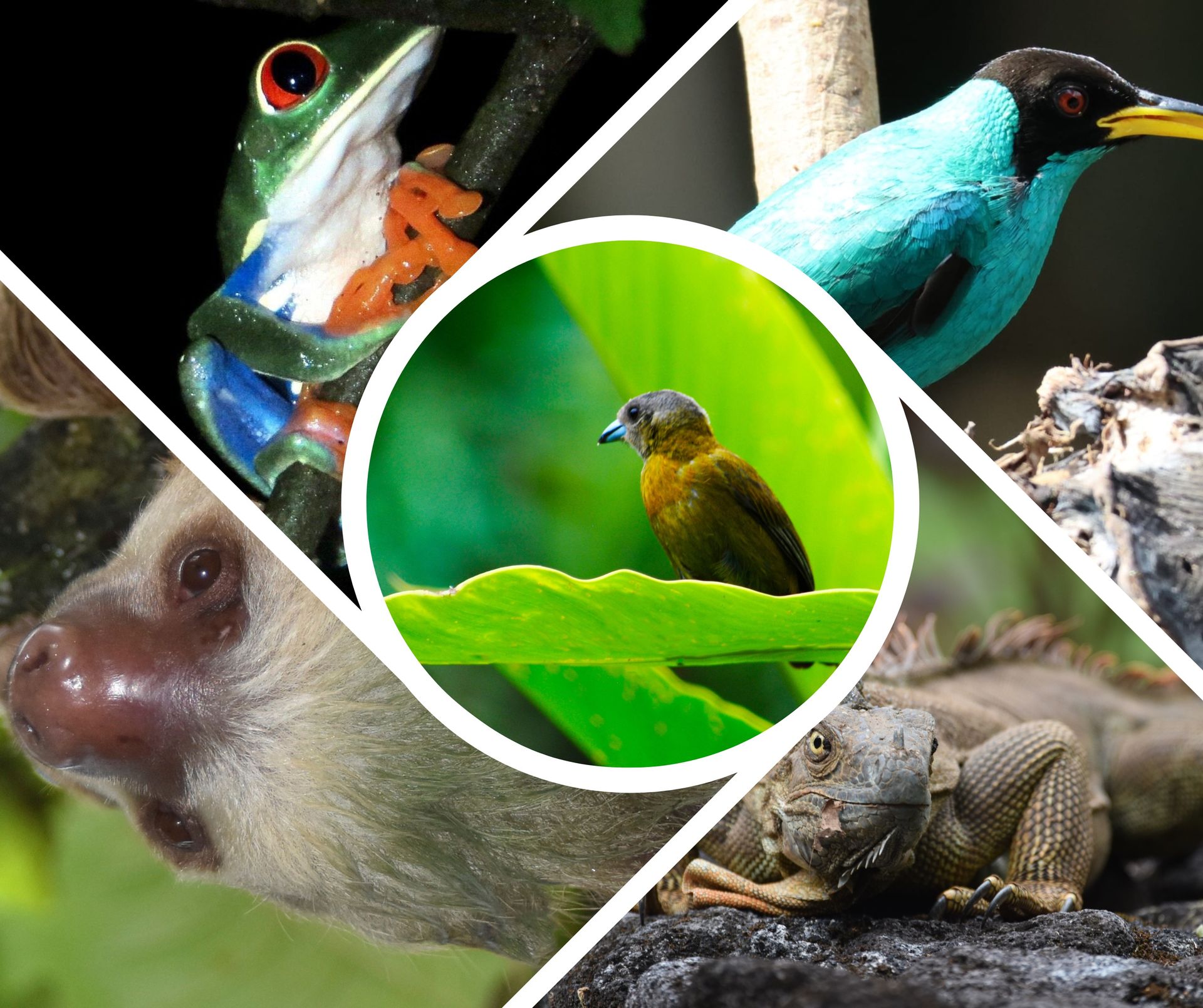 Área de comedor moderna con mesas de madera y estanterías decorativas en un ambiente minimalista