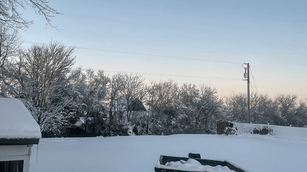 a snowy yard with a shed and trees in the background .
