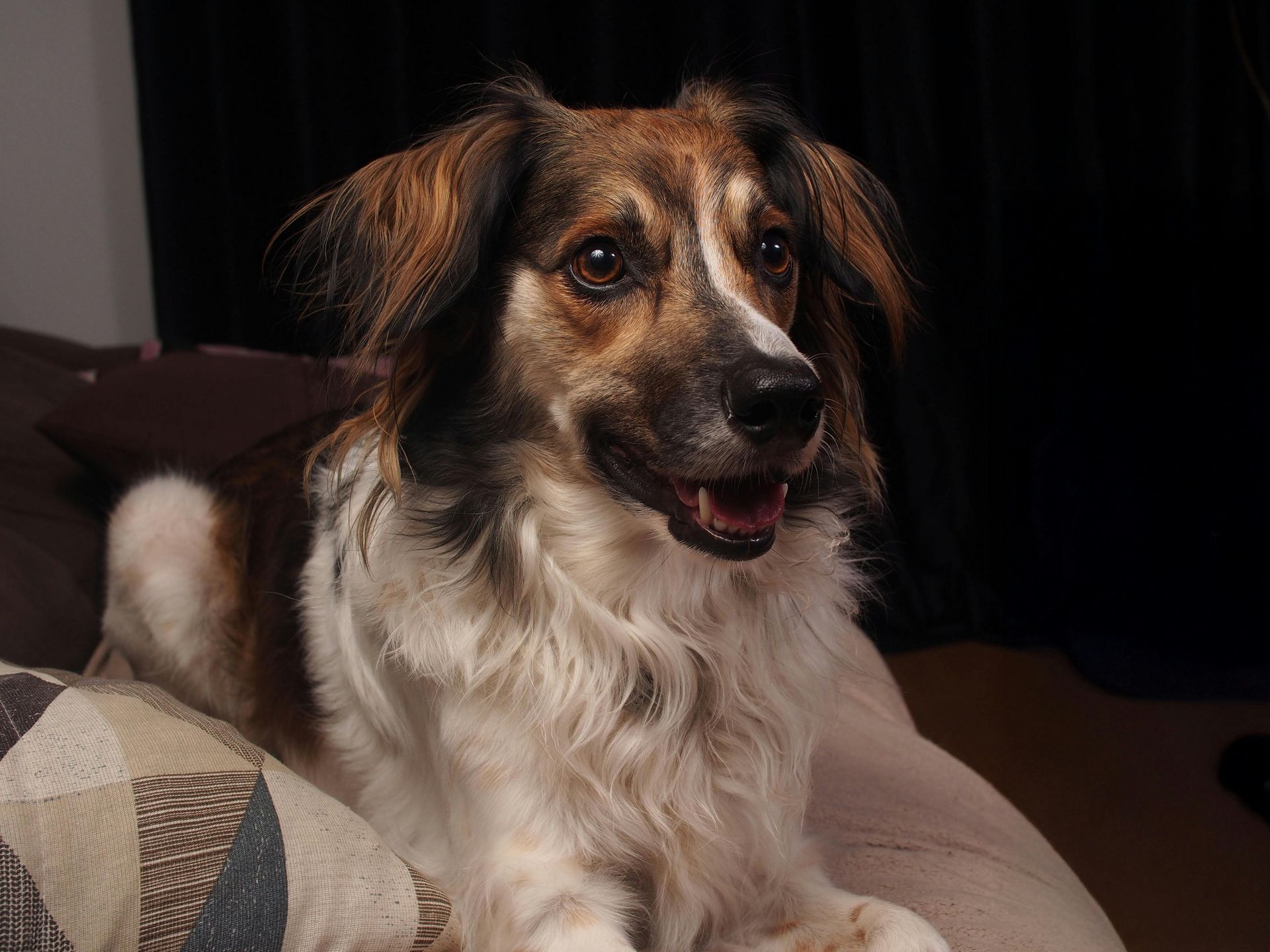 Good Dog in Niagara Falls, NY Home