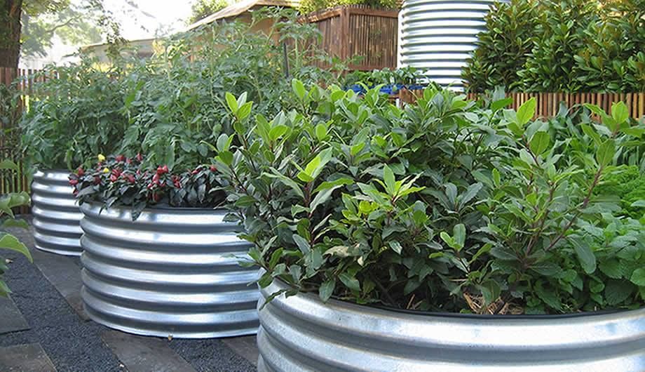 plants