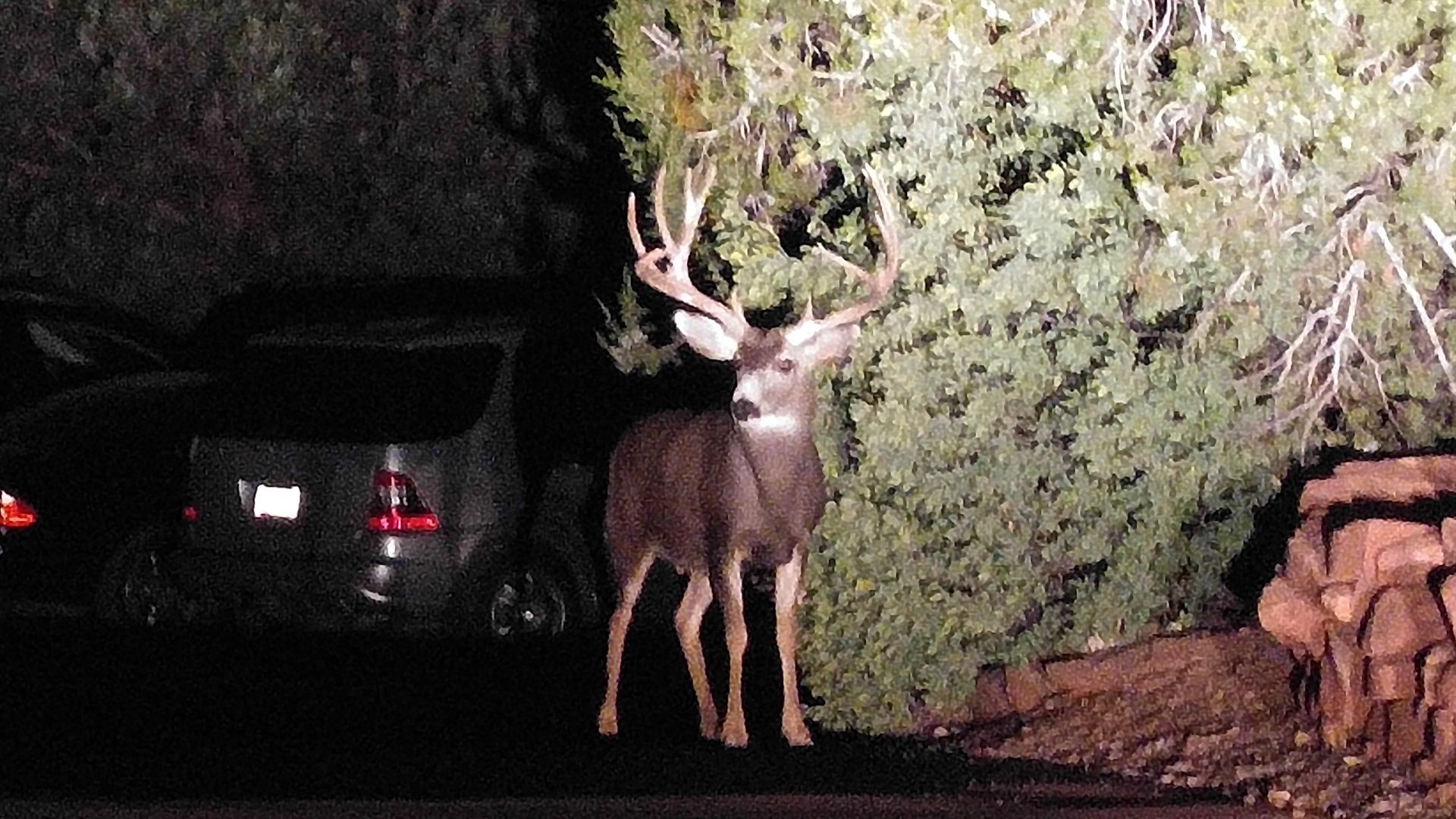 A deer is standing in the middle of a parking lot at night.