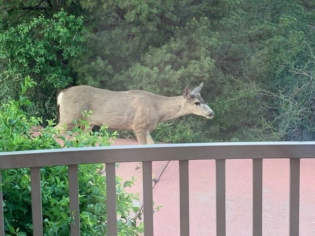 A deer is standing on top of a balcony railing.