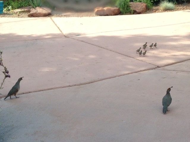 A group of birds are standing on a concrete driveway