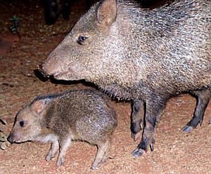 Wild Pigs