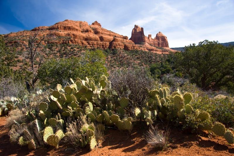 A desert landscape with cactus and mountains in the background