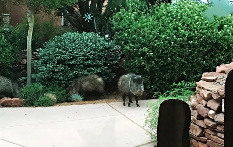 A group of wild boars are walking down a sidewalk.