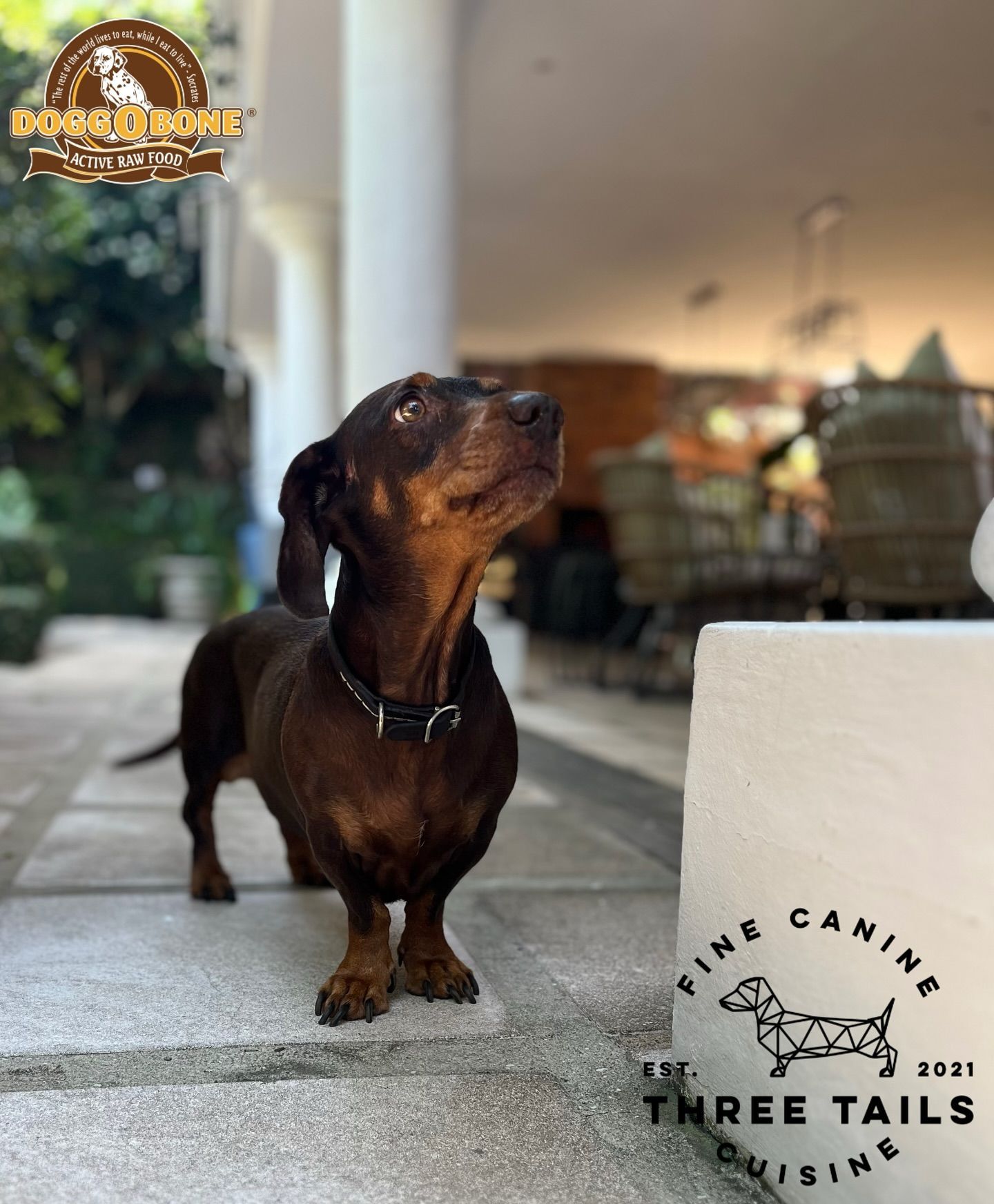 Dog Food - Three Tails - Durban Dog Food Supplier 076 314 9694