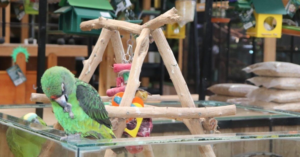 Creatures and Critters Pet Shop Hillcrest