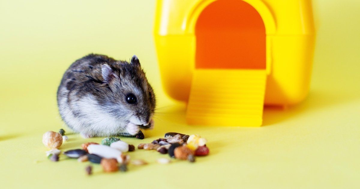 Hamster Food