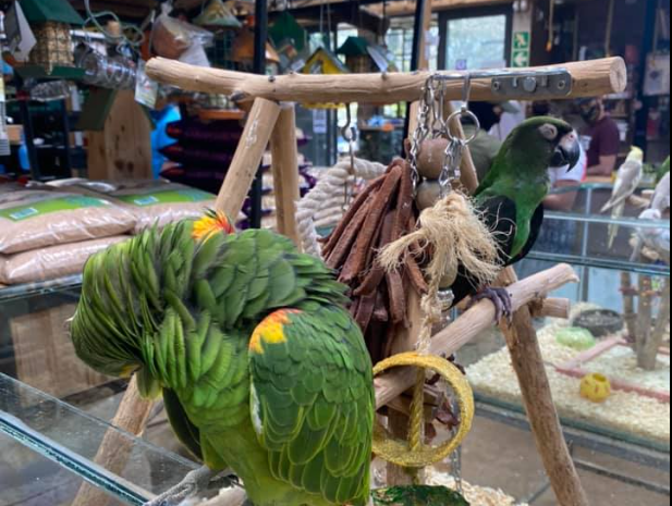 Pet Shop Hillcrest - Creatures and Critters